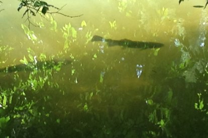 Zo veel vis 'Im bach'